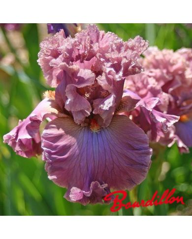 Iris : Eye For Style