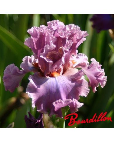 Iris : Eye For Style