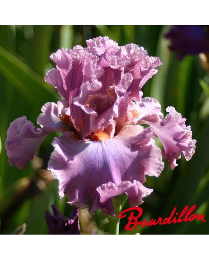 Iris : Eye For Style