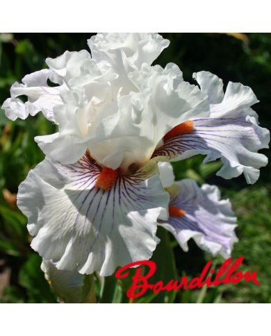 Iris : Hysteria