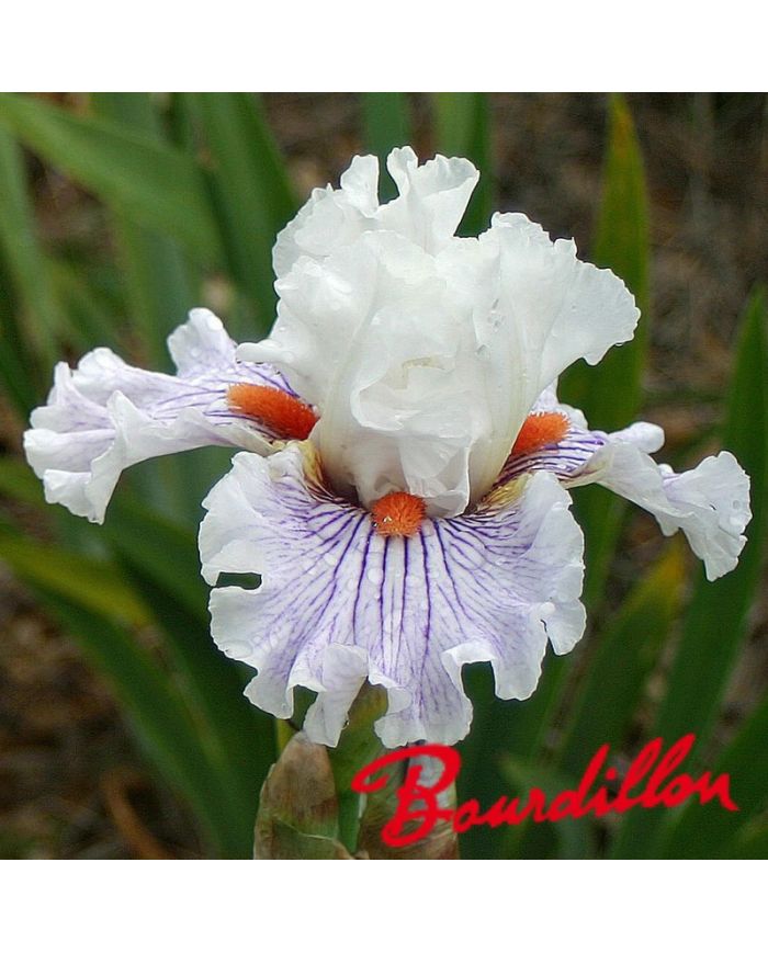 Iris : Hysteria