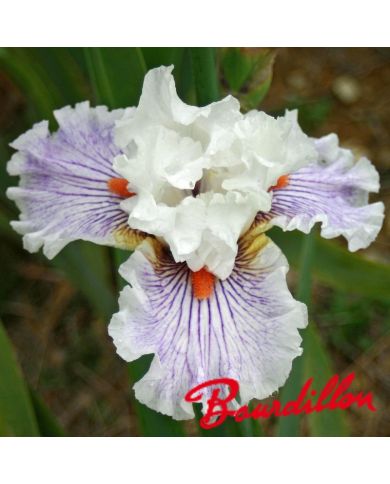 Iris : Hysteria