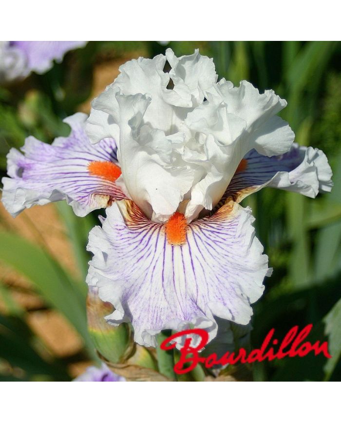 Iris : Hysteria