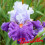 Iris : Afterlife