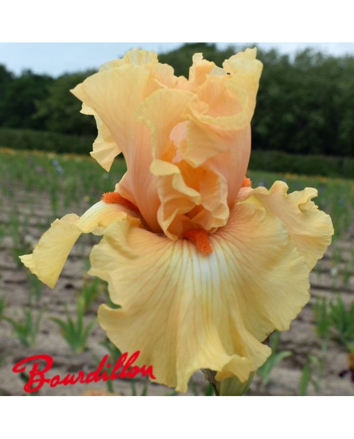 Iris : Shine On Me Sunshine