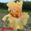 Iris : Shine On Me Sunshine