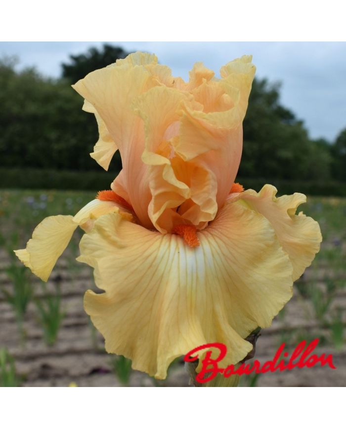 Iris : Shine On Me Sunshine