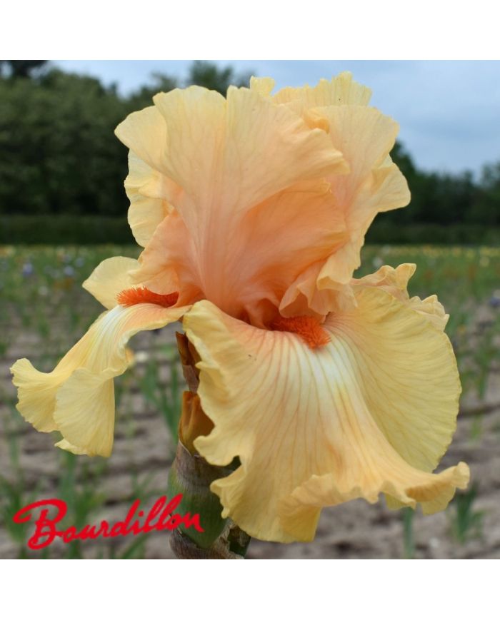 Iris : Shine On Me Sunshine