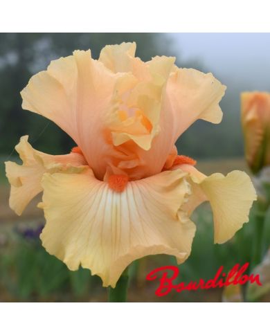 Iris : Shine On Me Sunshine