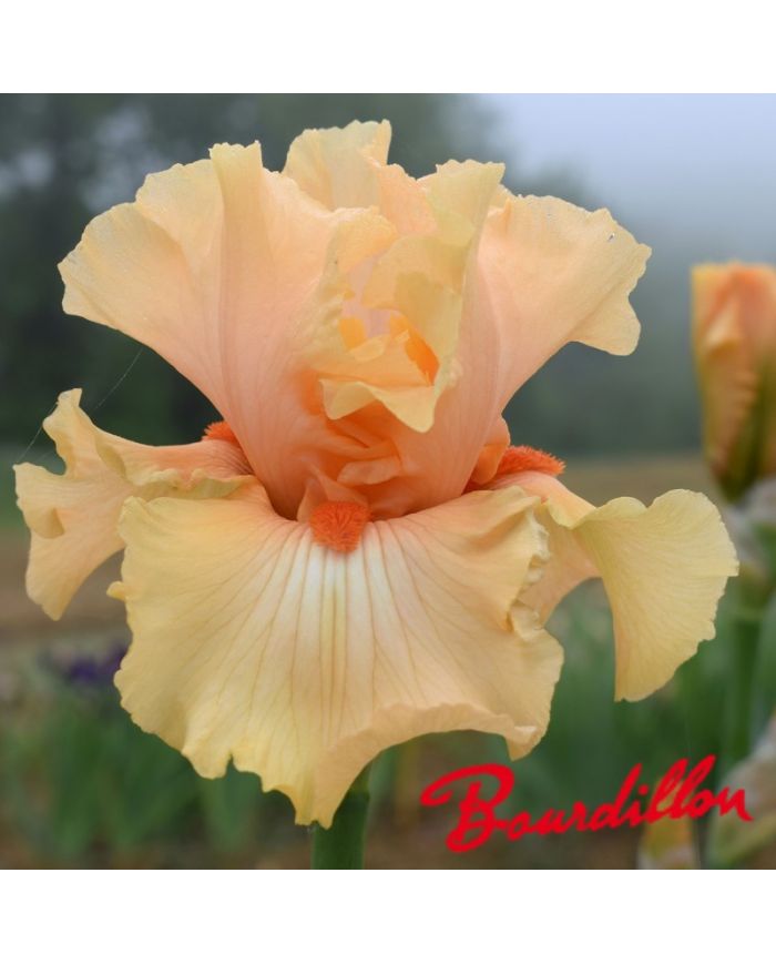 Iris : Shine On Me Sunshine