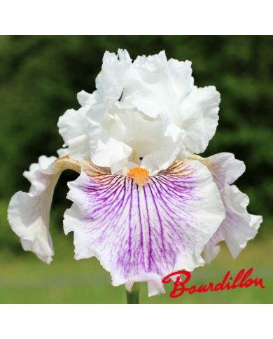 Iris : Bersek