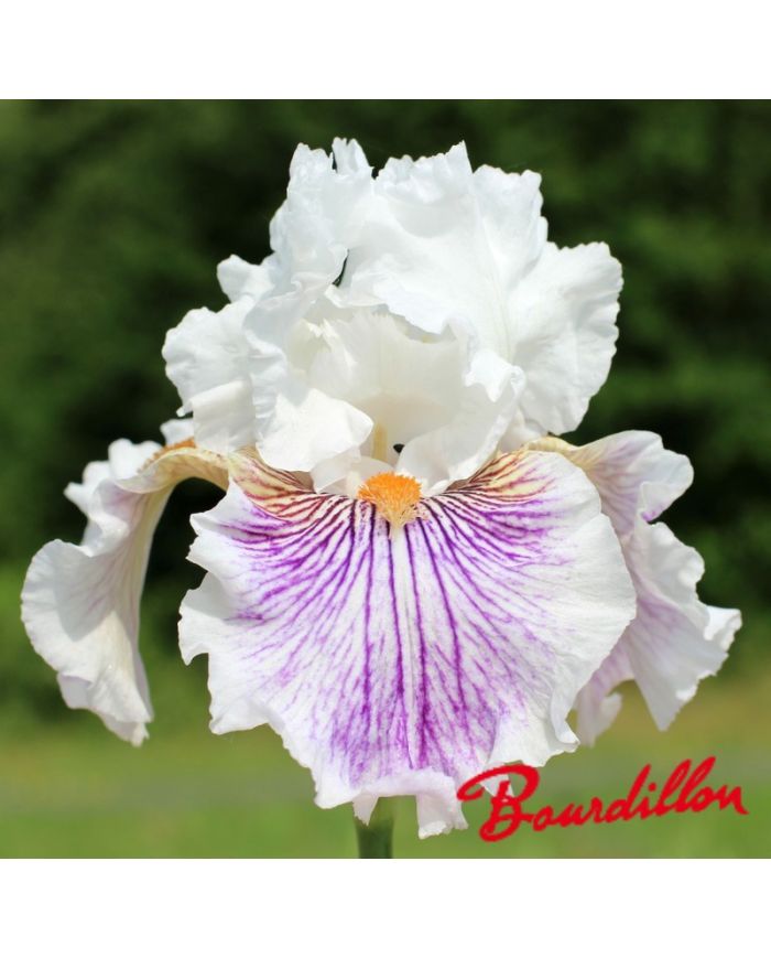 Iris : Bersek
