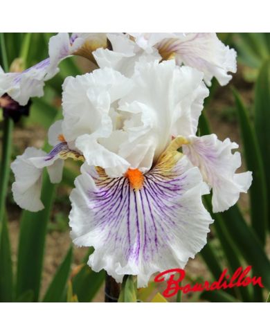 Iris : Bersek