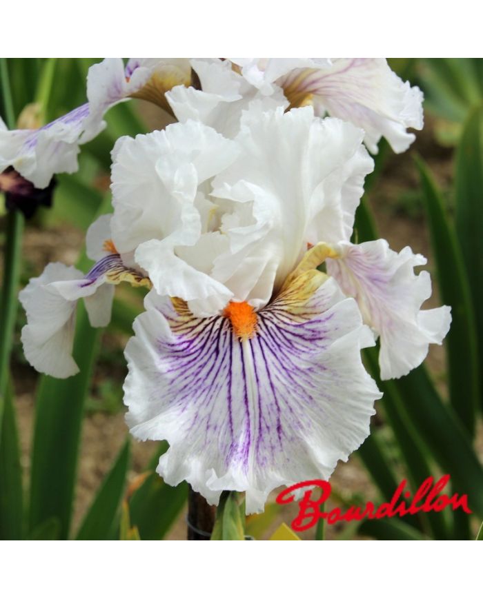 Iris : Bersek