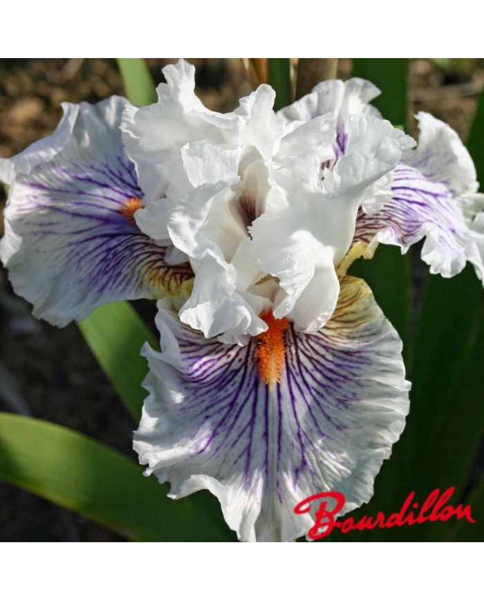 Iris : Bersek