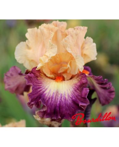 Iris : Abondante Floraison
