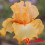 Iris : Abricot Sec