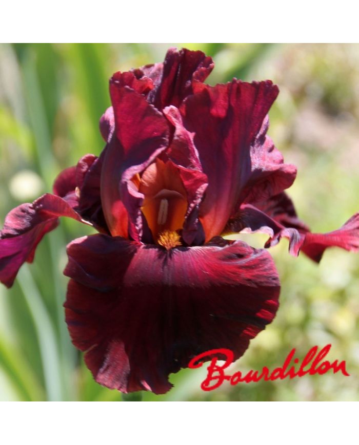 Iris : Red masterpiece