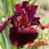 Iris : Red masterpiece