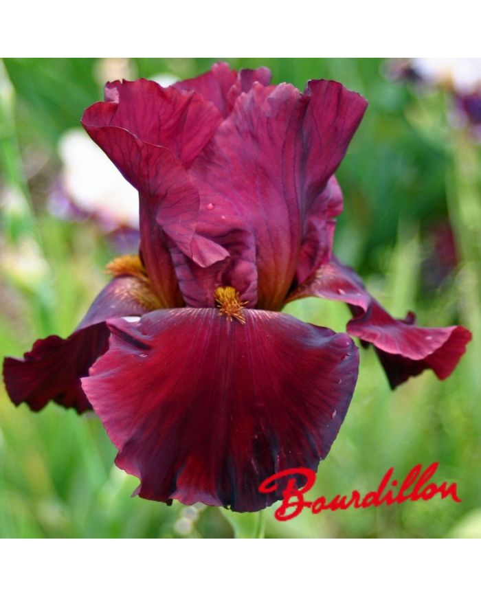 Iris : Red masterpiece