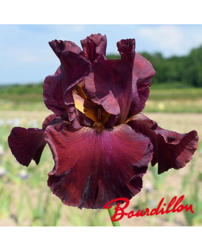 Iris : Red masterpiece