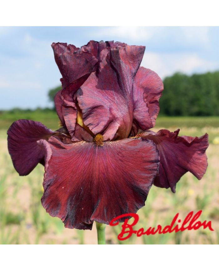 Iris : Red masterpiece