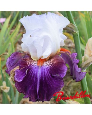 Iris : Giorgio