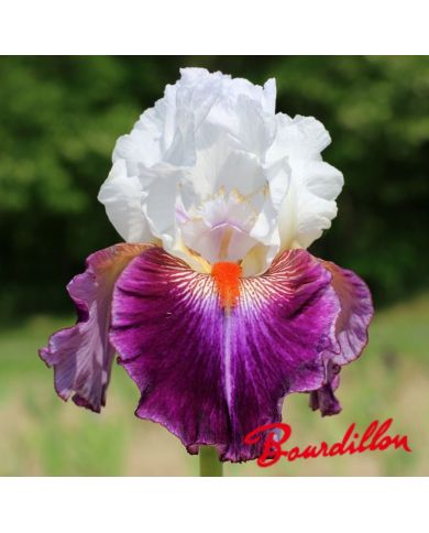 Iris : Giorgio