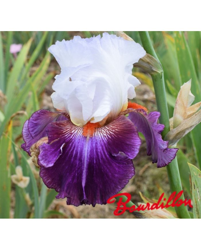 Iris : Giorgio