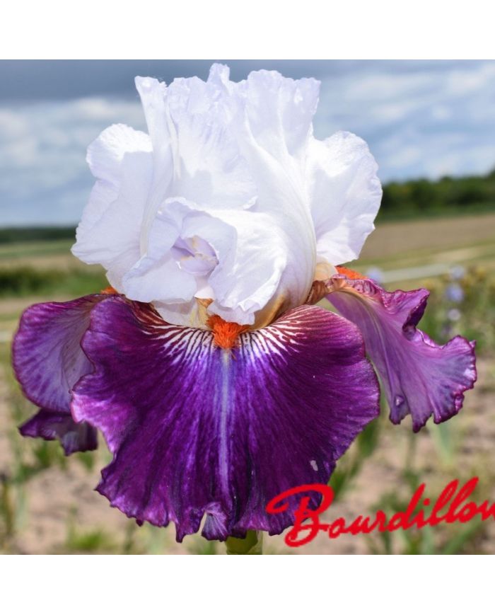 Iris : Giorgio