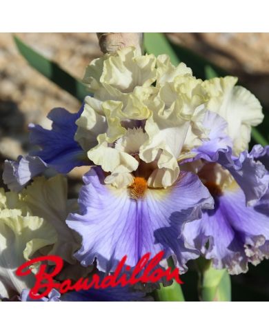 Iris : All Ashore
