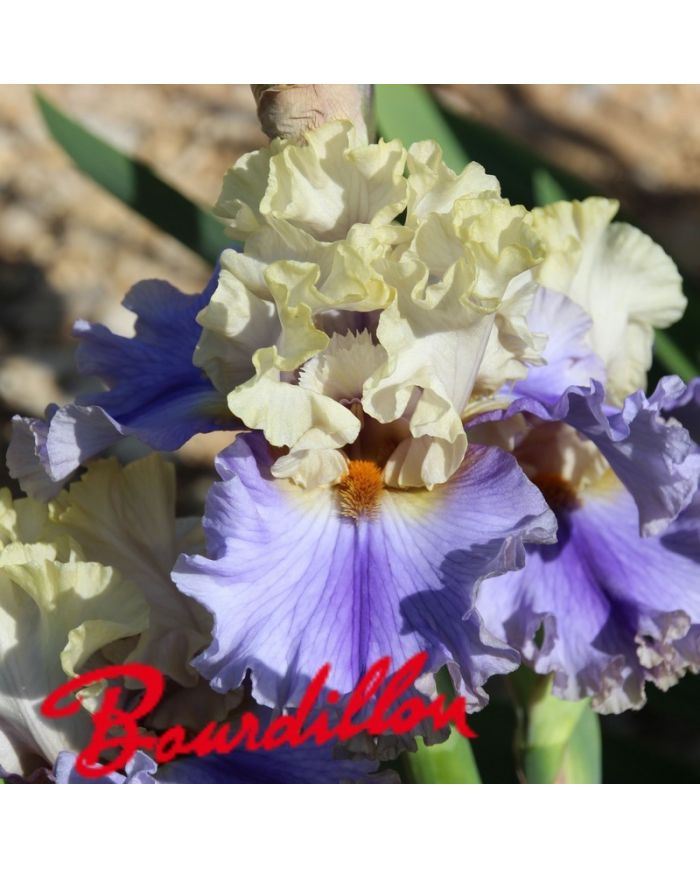 Iris : All Ashore