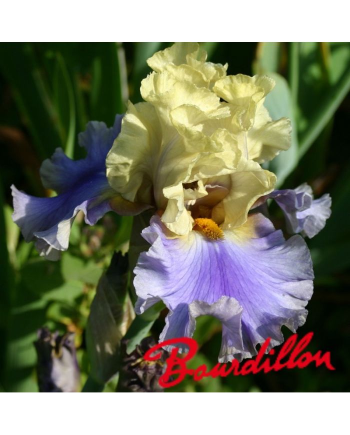 Iris : All Ashore
