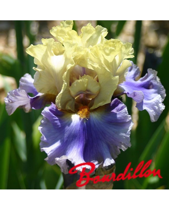 Iris : All Ashore