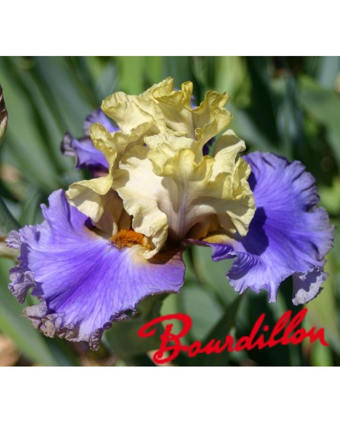 Iris : All Ashore