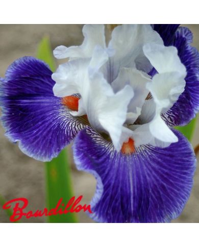 Iris : Marius
