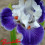 Iris : Marius
