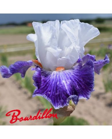Iris : Marius