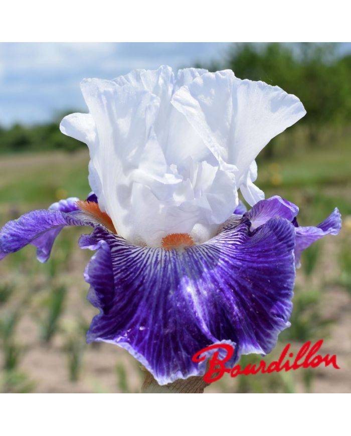 Iris : Marius