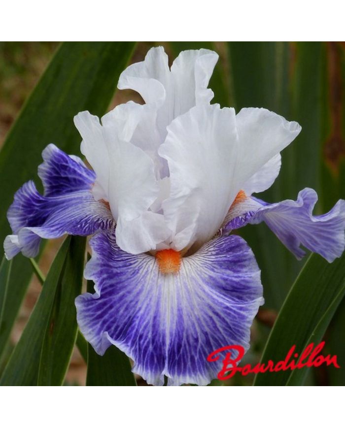 Iris : Marius