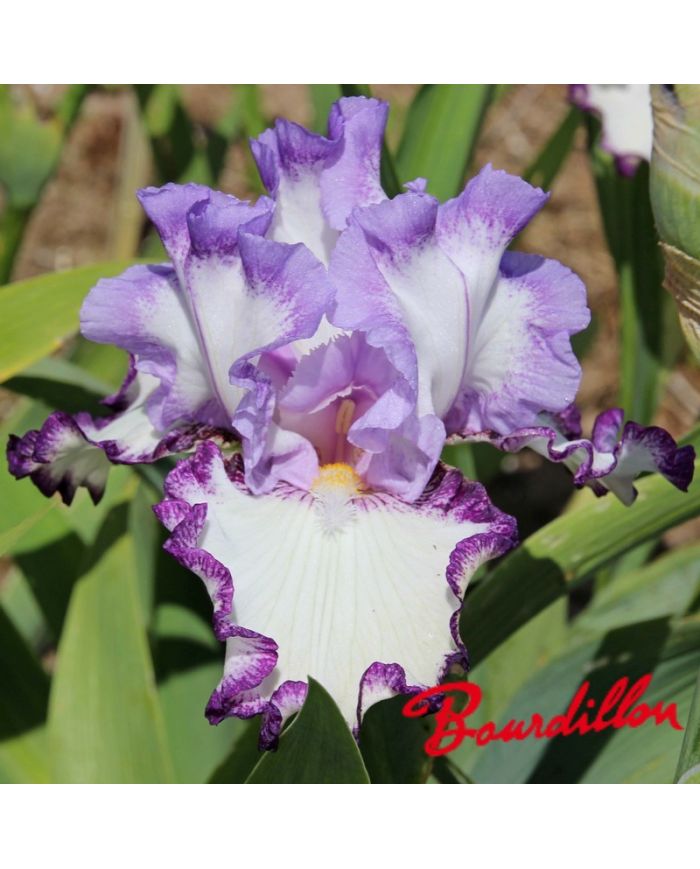 Iris : Petitcoat Shuffle