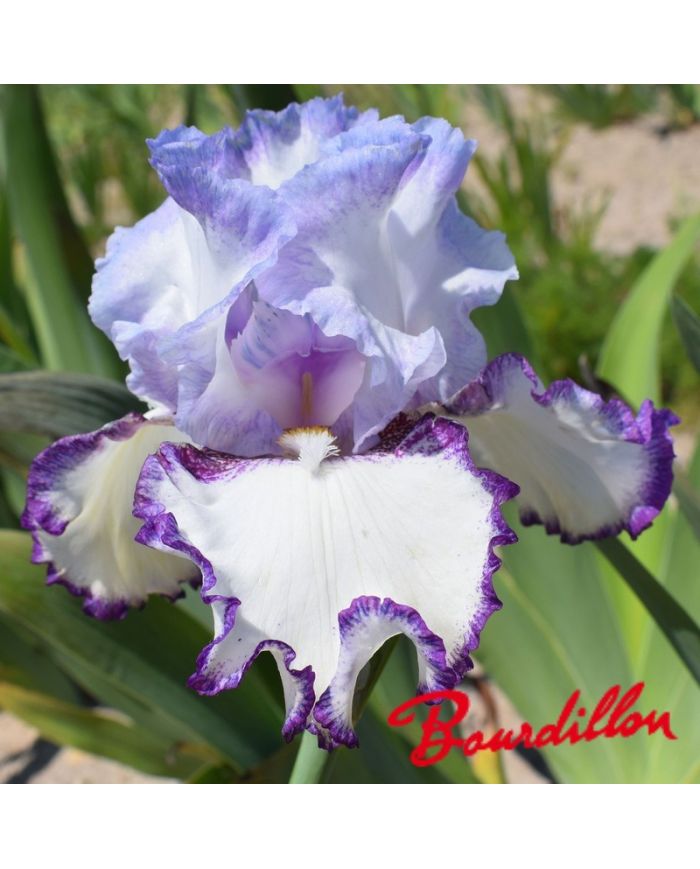 Iris : Petitcoat Shuffle