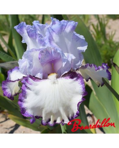Iris : Petitcoat Shuffle