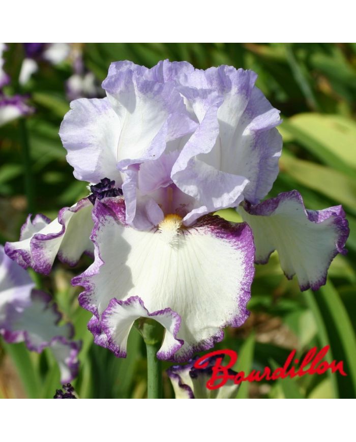 Iris : Petitcoat Shuffle