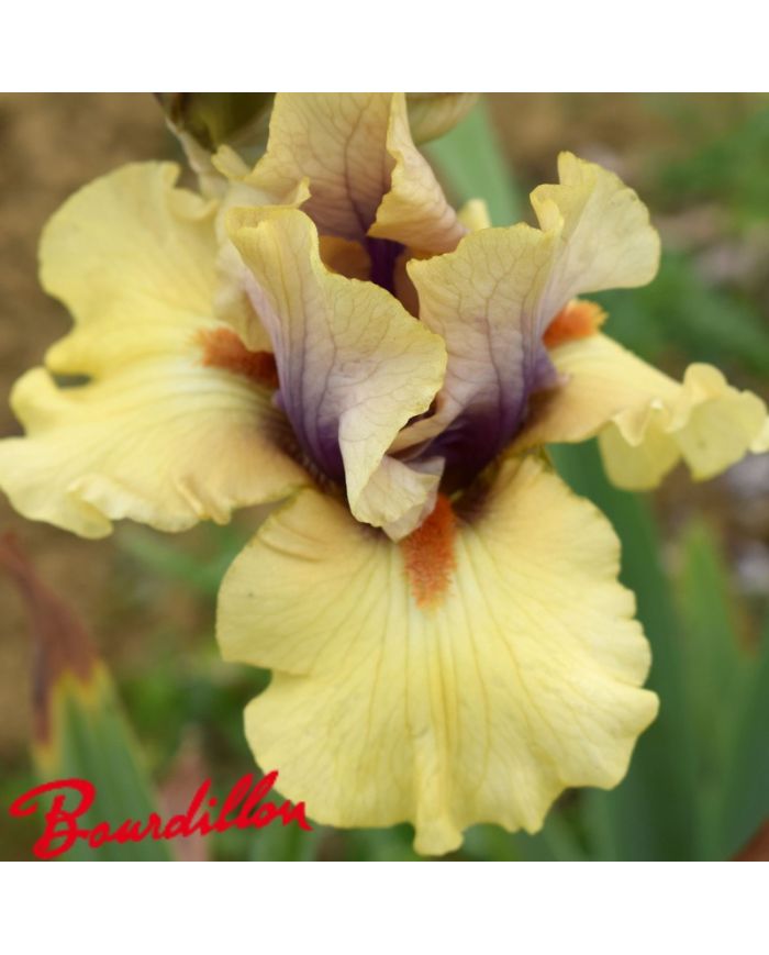 Iris : Desert Moth