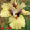 Iris : Desert Moth