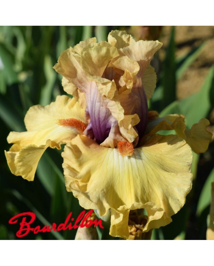 Iris : Desert Moth