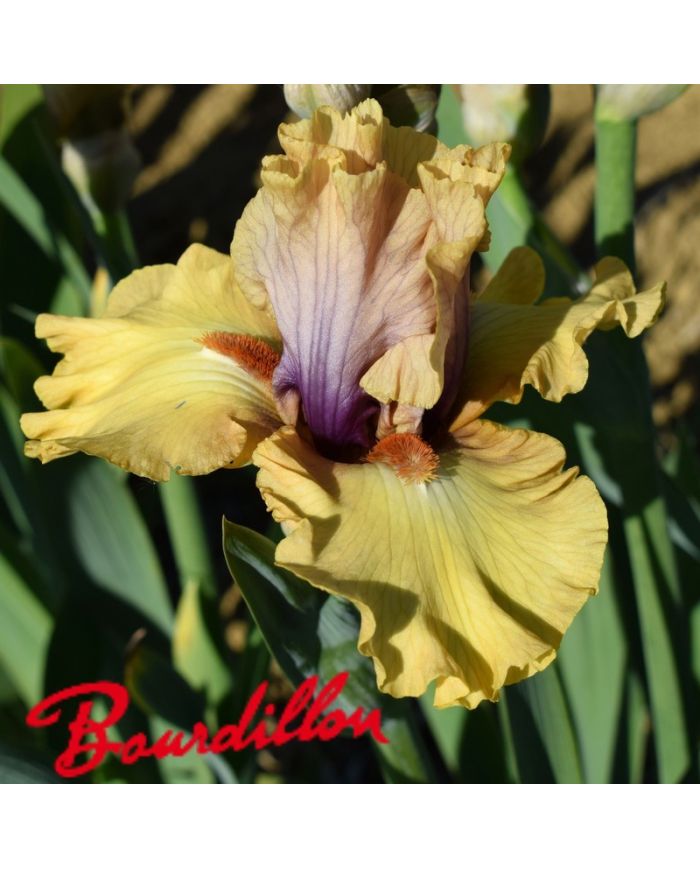 Iris : Desert Moth