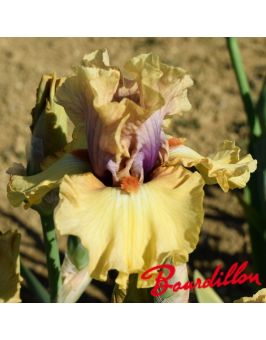 Iris : Desert Moth