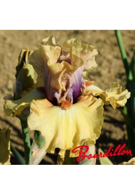 Iris : Desert Moth